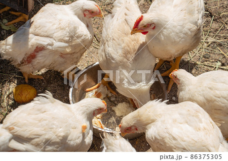White chicken broilers in the barnyard eating bread, farm poultry White chicken broilers in the barnyard eating bread, farm poultry 86375305