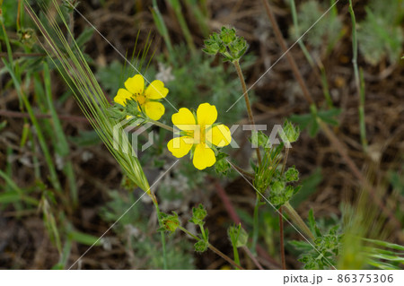 Buttercup lonely in the field, yellow delicate wildflower close-up Buttercup lonely in the field, yellow delicate wildflower close-up 86375306
