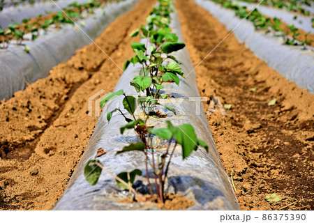 植え付けられたばかりのサツマイモ 86375390