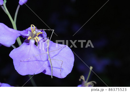 ムラサキハナナの花に止まるナナフシモドキ(ナナフシ)の幼虫 ムラサキハナナの花に止まるナナフシモドキ(ナナフシ)の幼虫 86375523