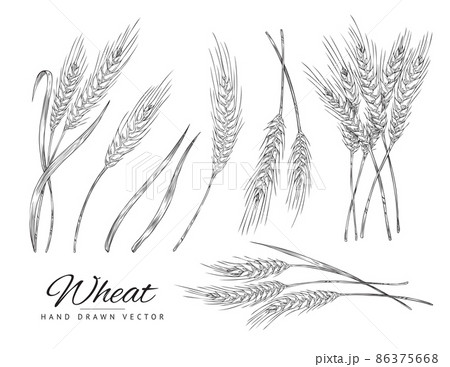 Wheat set in hand drawn sketch style, flat vector illustration on white background. Wheat set in hand drawn sketch style, flat vector illustration on white background. 86375668