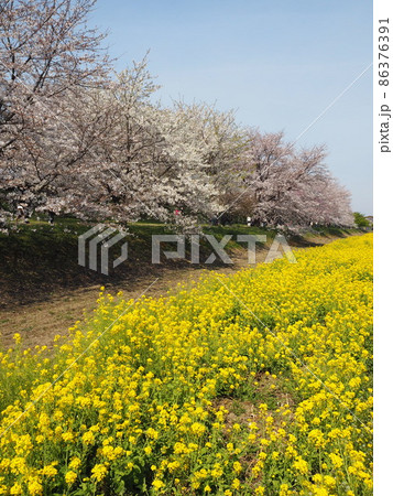 幸手権現堂桜堤の桜と菜の花 86376391