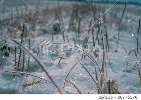 畔の草に纏う霧氷と輝く雪景色【安曇野市穂高】 畔の草に纏う霧氷と輝く雪景色【安曇野市穂高】 86376570