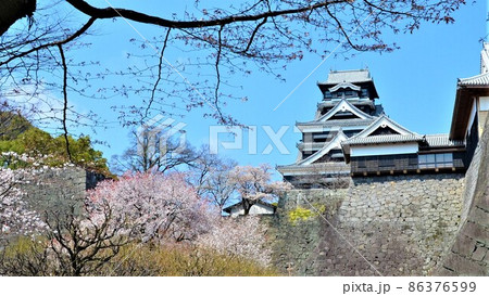 震災前の熊本城　桜の咲くころ 86376599