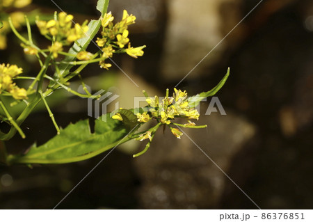 イヌガラシの花 イヌガラシの花 86376851