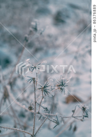 霧氷を纏うコセンダングサ【安曇野市】 霧氷を纏うコセンダングサ【安曇野市】 86376889