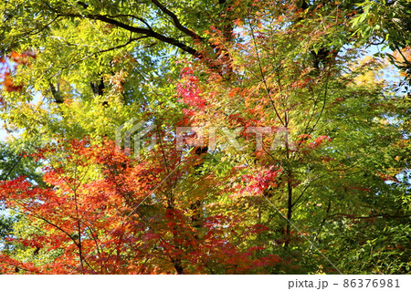 爽やか 綺麗 イロハモミジ 紅葉 爽やか 綺麗 イロハモミジ 紅葉 86376981