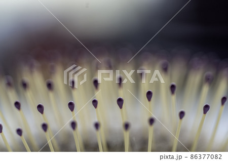 Selective focus on bristles of a hairbrush with tangled hair Selective focus on bristles of a hairbrush with tangled hair 86377082