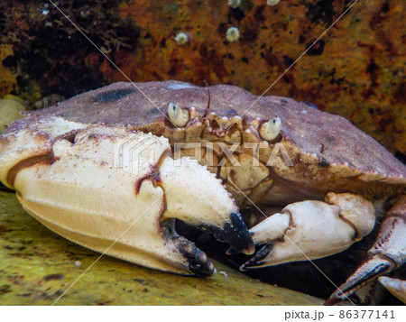 Closeup of a Jonah crab hiding between rocks in a tide pool off the coast of Maine Closeup of a Jonah crab hiding between rocks in a tide pool off the coast of Maine 86377141