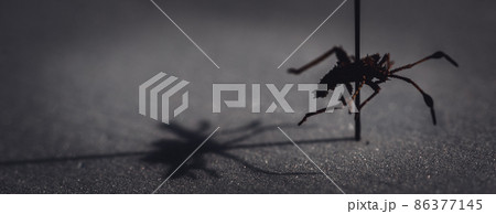 Pinned macro of a squash bug nymph in an insect entomology collection 86377145