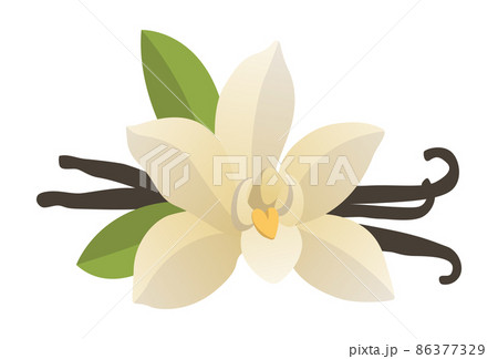 Realistic fresh vanilla leaves on white background - Vector 86377329