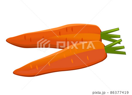 Realistic fresh carrot isolated on white background - Vector Realistic fresh carrot isolated on white background - Vector 86377419