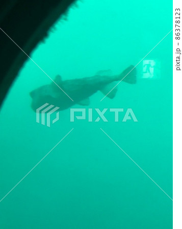 勝浦海中公園 勝浦海中公園 86378123