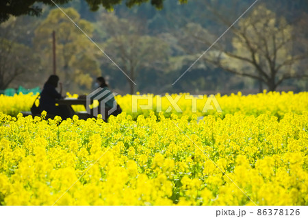 満開の菜の花畑での休息 86378126