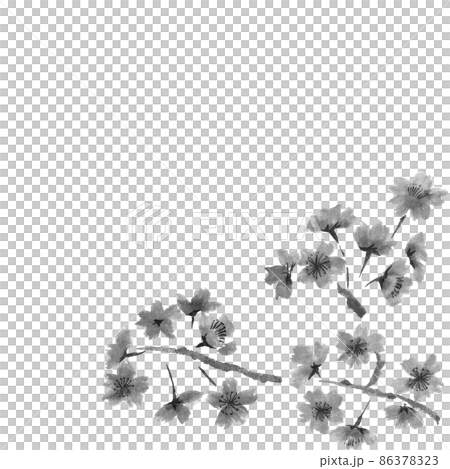 Monochrome illustration of cherry blossom branch and flower illustration in the lower right (ink hand-drawn illustration) 86378323