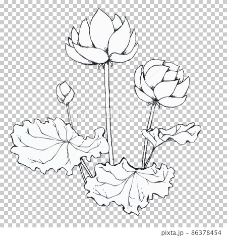 蓮花手繪線稿簡單圖解 蓮花手繪線稿簡單圖解 86378454