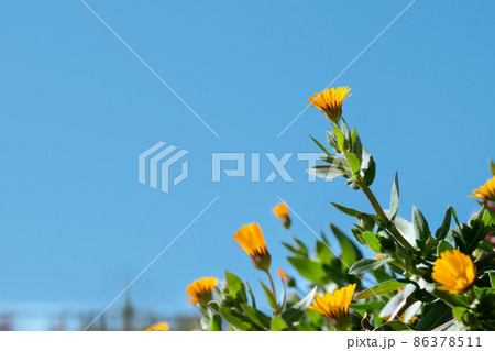 青空背景で寒咲きのカレンジュラ 青空背景で寒咲きのカレンジュラ 86378511