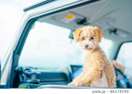 ドライブする犬 86378590