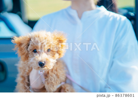 ドライブで遠出した犬 ドライブで遠出した犬 86378601