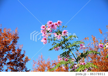 皇帝ダリアの花 86378911