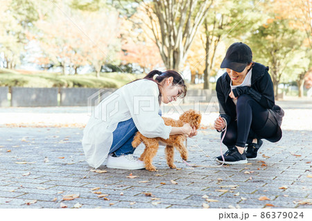 犬の散歩中に挨拶する女性たち 86379024