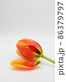 Orange tulip flower loosing its petal. 86379797