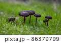 Wild black mushrooms grow on dewy morning grass. 86379799