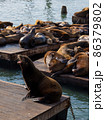 Sea lion growling in front of many others sleeping.   86379802