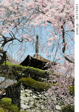 春の善峯寺　多宝塔　京都市西京区 86379863