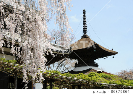 春の善峯寺　多宝塔　京都市西京区 86379864