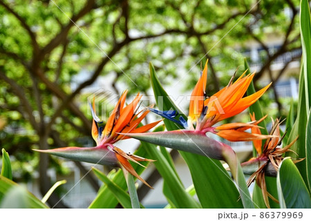 ハワイの休日 86379969