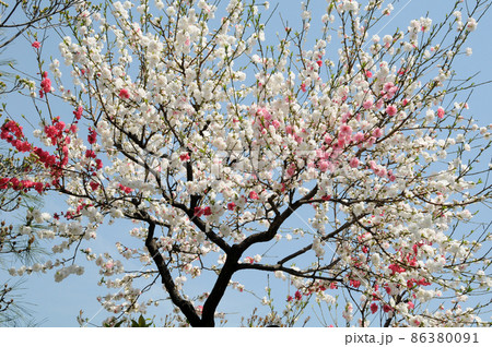 白とピンクの花 花桃 白とピンクの花 花桃 86380091