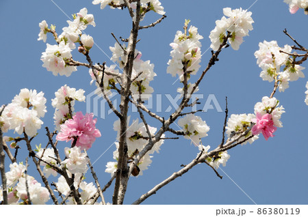 白とピンクの花 花桃 白とピンクの花 花桃 86380119
