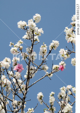 白とピンクの花 花桃 白とピンクの花 花桃 86380127