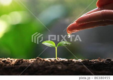hand watering to small tree with sunshine. earth day eco concept 86380455