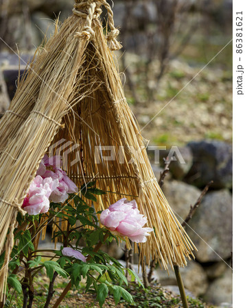 藁ぼっちを被った冬牡丹の写真素材 [86381621] - PIXTA