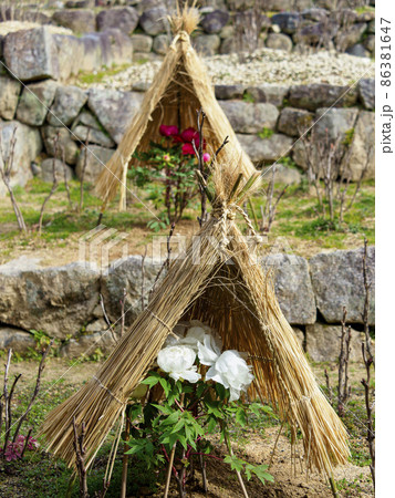 藁ぼっちを被った冬牡丹 藁ぼっちを被った冬牡丹 86381647
