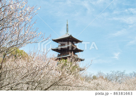 梅の花と五重の塔|備中国分寺 梅の花と五重の塔|備中国分寺 86381663