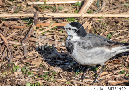 ハクセキレイ 86381969