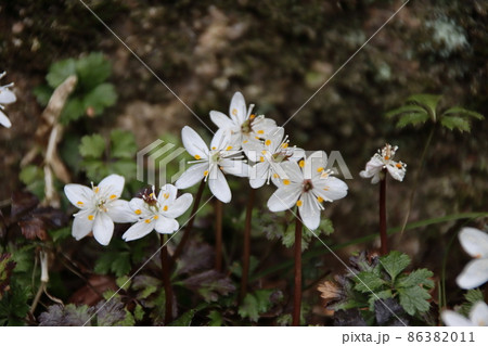 バイカオウレンの白い花 86382011