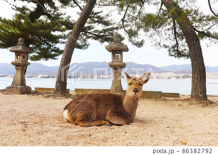 宮島(厳島)の鹿 宮島(厳島)の鹿 86382792