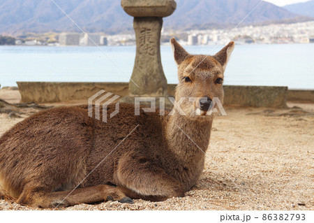 宮島(厳島)の鹿 86382793