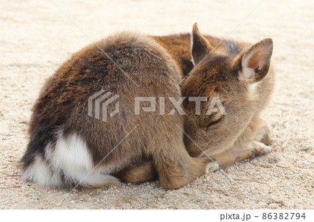 宮島(厳島)の寝ている鹿 86382794