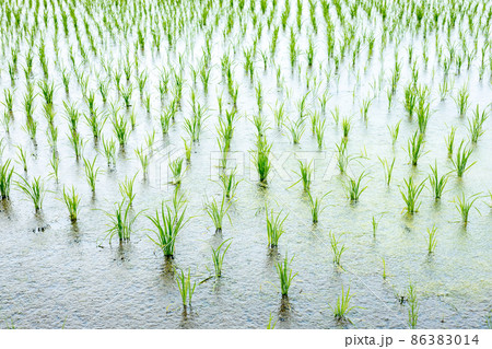 水田_田植え 86383014