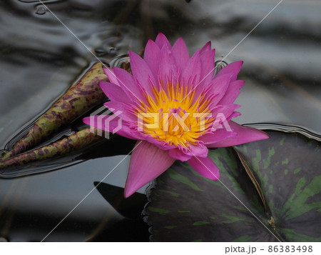 熱帯スイレン 熱帯スイレン 86383498