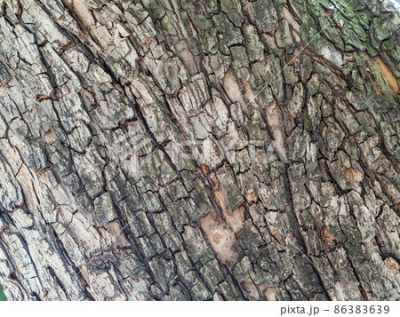 The texture of the bark of an old apple tree 86383639