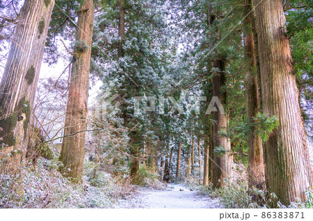《神奈川県》箱根旧街道杉並木・雪景色 86383871