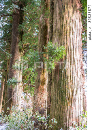 《神奈川県》箱根旧街道杉並木・雪景色 86383874