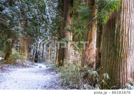 《神奈川県》箱根旧街道杉並木・雪景色 86383876