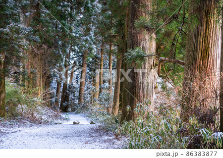 《神奈川県》箱根旧街道杉並木・雪景色 86383877